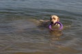 Golden labrador retriever swimming in the sea, holds a purple ring in his teeth Royalty Free Stock Photo