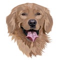 Golden labrador retriever on a white background. Breed of dog. Vector illustration Royalty Free Stock Photo