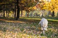 Golden Labrador walking in the autumn park Royalty Free Stock Photo
