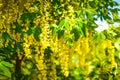 Golden Laburnum anagyroides Royalty Free Stock Photo