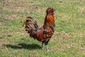 Golden laced polish rooster cockerel