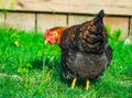 Golden Laced Wyandot Chicken