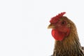 Golden Laced Wyandotte chicken Royalty Free Stock Photo