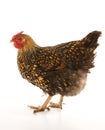 Golden Laced Wyandotte chicken Royalty Free Stock Photo