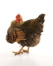 Golden Laced Wyandotte chicken Royalty Free Stock Photo