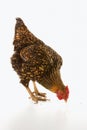 Golden Laced Wyandotte chicken Royalty Free Stock Photo