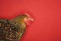 Golden Laced Wyandotte chicken Royalty Free Stock Photo