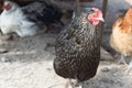 Golden laced wyandotte chicken Royalty Free Stock Photo