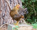 Golden Laced Wyandotte Chicken