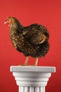 Golden Laced Wyandotte chicken standing on column. Royalty Free Stock Photo