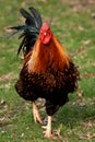 Golden Laced Wyandotte Rooster