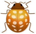 Golden lady bug top view