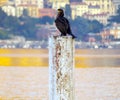 Golden lake with Cormorant Royalty Free Stock Photo