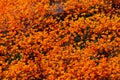 Golden landscape, California poppy meadow, Walker Canyon Royalty Free Stock Photo