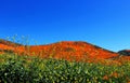 Golden landscape, California poppy meadow at Walker Canyon Royalty Free Stock Photo