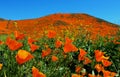 Golden landscape, California poppy meadow at Walker Canyon Royalty Free Stock Photo