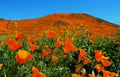 Golden landscape, California poppy meadow at Walker Canyon