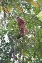 Golden Langur