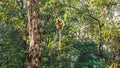 Golden Langur in Manas Royalty Free Stock Photo