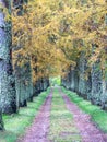 Golden larch alley leads home