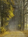 Golden larch alley leads home Royalty Free Stock Photo