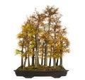 Golden larch bonsai tree, Pseudolarix amabilis, isolated Royalty Free Stock Photo