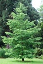 Golden larch Pseudolarix amabilis a young tree in a park