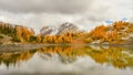 Golden Larch Reflection Royalty Free Stock Photo