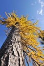 Golden Larch Tree Royalty Free Stock Photo