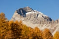 Golden Larches in the alps of canton grisons, Switzerland