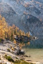 Golden Larches in autumn perched on barren granite landscape in the enchantment lakes wilderness
