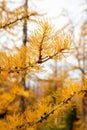 Golden Larches at Frosty Mountain, Manning Park, BC, Canada