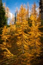 Golden Larches at Frosty Mountain, Manning Park, BC, Canada