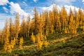 Golden Larches at Frosty Mountain, Manning Park, BC, Canada