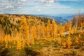 Golden Larches at Frosty Mountain, Manning Park, BC, Canada