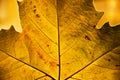 Golden leaf in autumn