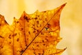 Golden leaf in autumn