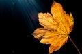 Golden leaf backlit by the sun Royalty Free Stock Photo