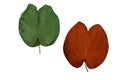 Golden leaf / Gold Sacred fig leaf. on white background Royalty Free Stock Photo