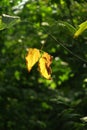 A golden leaf hanging on the tree branch in autumn forest under sunlight