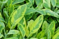 Golden leaf sage herb spice tea plant icterina officinalis salvia lamiaceae closeup