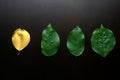 Golden leaf and three ordinary green leaves