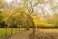 Golden leaf tunnel in London park in autumn Royalty Free Stock Photo