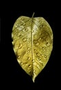 Golden leaf in water drops isolated on black Royalty Free Stock Photo