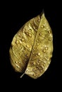 Golden leaf in water drops isolated on black Royalty Free Stock Photo