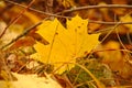 Golden leave Royalty Free Stock Photo