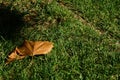 A golden leave on a green grass Royalty Free Stock Photo