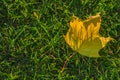 Golden leave. Royalty Free Stock Photo
