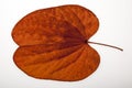 Golden leaved liana Bauhinia aureifolia K. & SSLarsen isolated on white