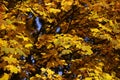 Golden-leaved maple tree
